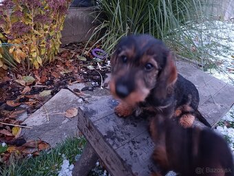 Jazvečík Hrubosrstý - 3