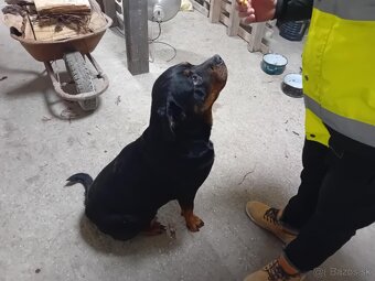 Šteňatá Rottweiler - 3