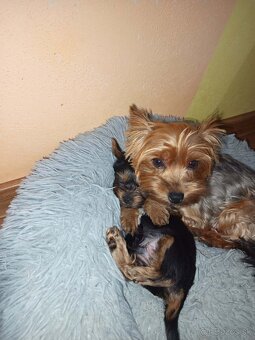 Yorkshirsky terier - 3