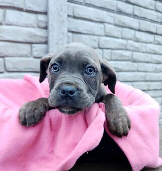 Cane Corso šteniatka - 3