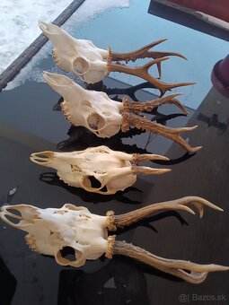 Parohy, zhody, trofeje, srnce - 3