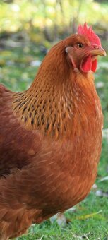 Hempsirka medenokrka - 3