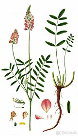 Predám semená nektárodajnej rastliny vičenec vikolistý - 3