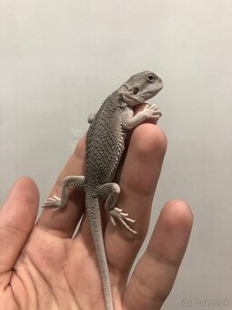 Hypo zero, Agama bradatá - 3