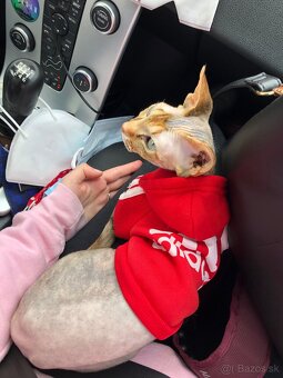 Sphynx - 3