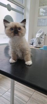 Ragdoll kocurik - 3