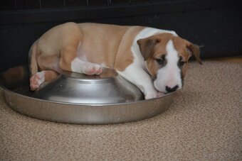 Standard bullterrier, bulterier ihneď k odberu - 3