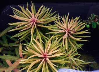 Pogostemon Stellatus - 3