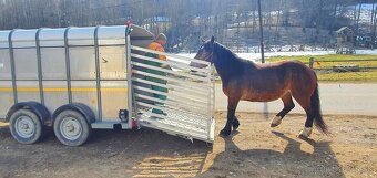 Preprava zvierat - 3