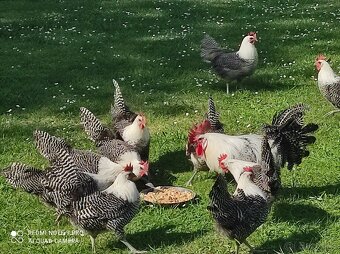 Nasadové vajíčka - 3