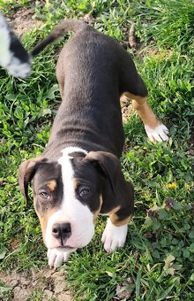 American bully - 3