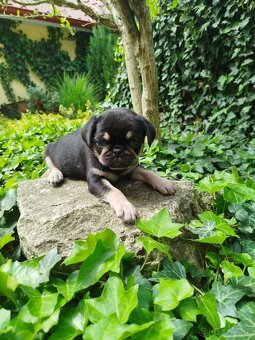 Mops - 3