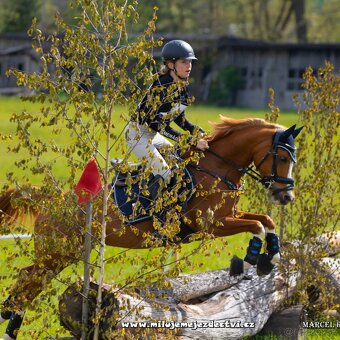 Sportovní pony klisna - 3