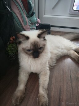 Ragdoll - 3