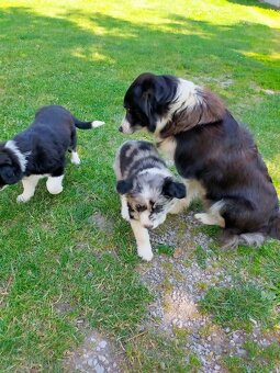 Steniatka Border Collie ( kolia ) k odberu - 3