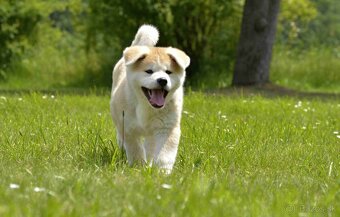 AKITA INU - 3