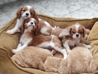 Cavalier cavalier king charles spaniel - 3