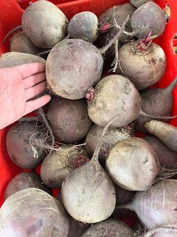 Uhorky nakladačky,cesnak domáci ,cvikla na zaváranie,cibuľa - 3