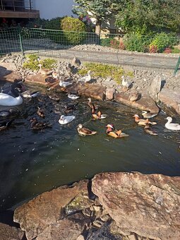 Okrasné kačičky. - 3