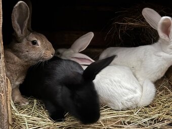 domáce králiky na predaj - 3