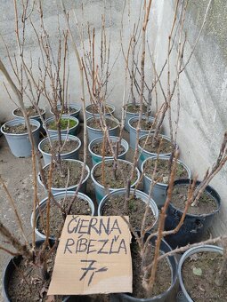 Josty, červené a čierne ribezle, maliny, šalvia - 3