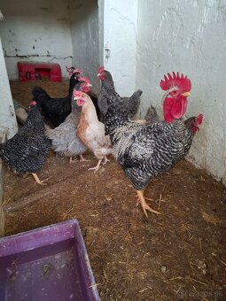 Násadove vajíčka- Gazdovský mix - 3