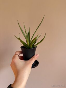 Sansevieria svokrine jazyky - 3