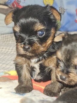 Yorkshire terier - 3