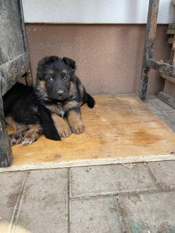 Nemecky ovčiak. - 3