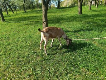 Predám anglonubijsku kozu - 3
