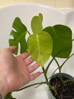 Monstera albo - 3