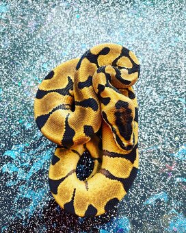 Predám samica Python regius genetika v texte - 3
