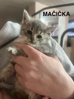 DARUJEM MAČIATKA - 3