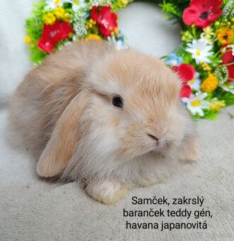 Zakrslý baranček teddy gén s VP samček havana japanovitá - 3