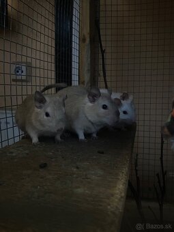Osmak degu - 3