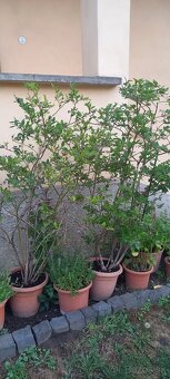 Cucoriedky - 3