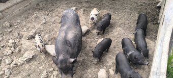 Vietnamské prasiatka - 3