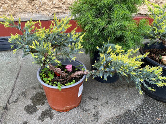 Borievky + Smrek biely - 3