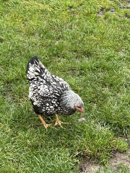 Wyandotky Strieborné Čiernolemovane Veľká forma - 3