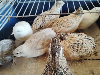 Predám japonské prepelice - 3