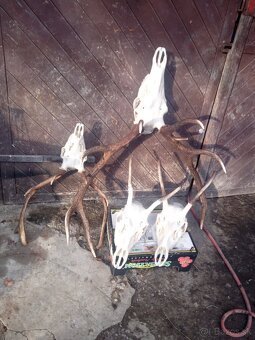 Vyvarim, vybielim trofeje. - 3