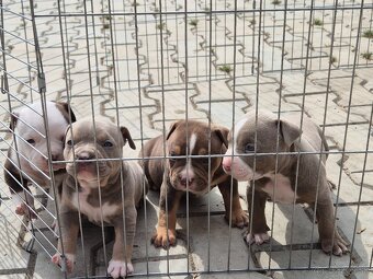 American Bully - 3