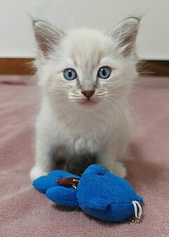 Ragdoll predám - 3