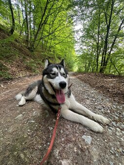 Darujem Huskyho - 3