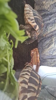 🐢 Predám 2 suchozemské korytnačky (cca 8 rokov) + vybavenie - 3
