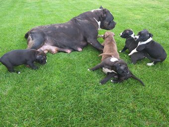 J&K bullys "ponúkame na predaj American bully XL - 3