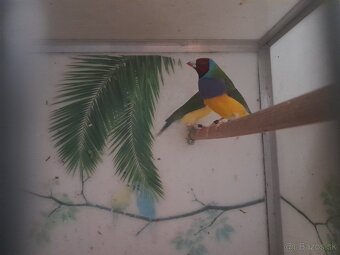 Amadina Gouldova - 3