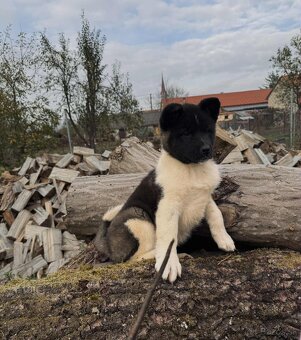Americká Akita - 3