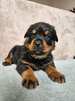 ROTVAJLER - šteniatka s PP - 3