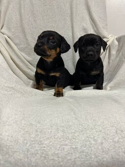 Jazvečík, jazvec - 3